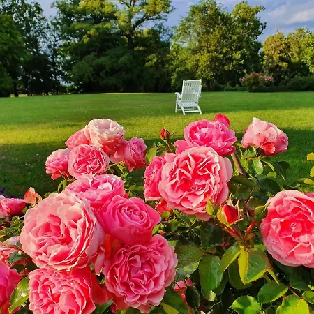 公寓 In Satow Mit Garten *